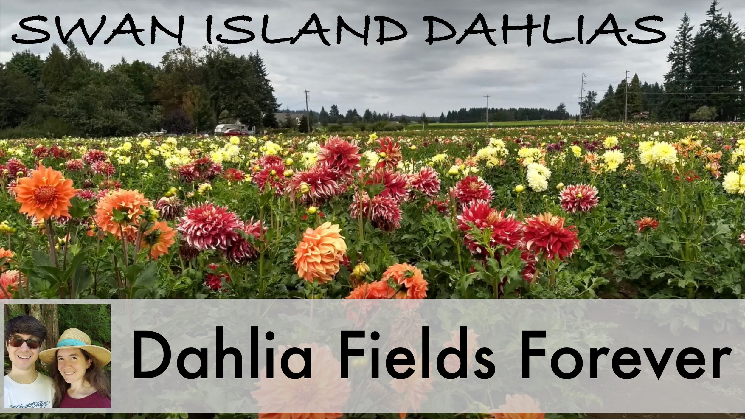 How to Visit Dahlia Fields in Oregon: Swan Island Dahlia Festival