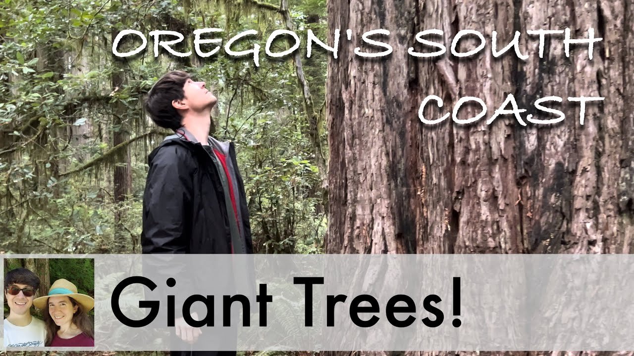 Big Trees of Oregon: 3 Top Old-Growth Forest Hikes