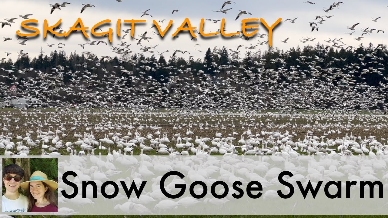 How to See the Skagit Valley Snow Geese