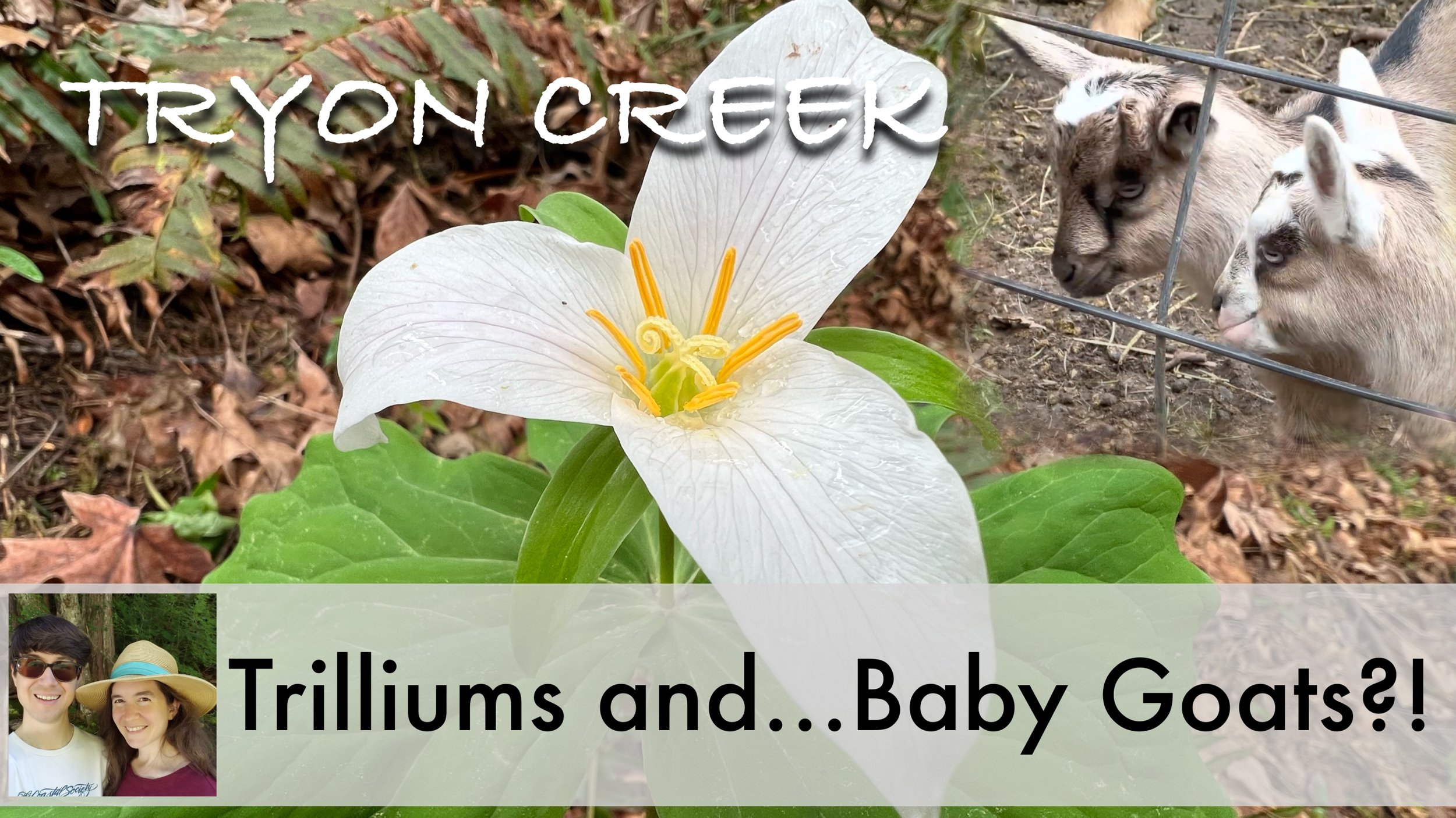 Hotspot for Trilliums in Oregon: Tryon Creek State Natural Area