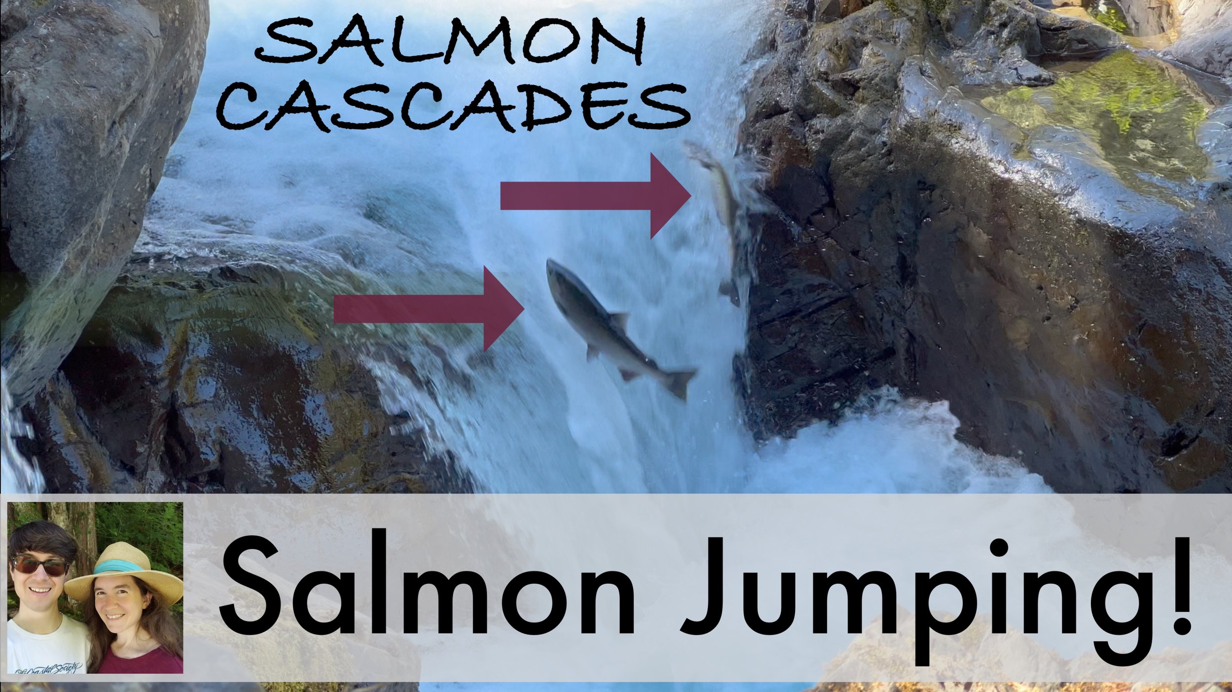 Salmon Cascades: How to See Salmon Jumping in Olympic National Park